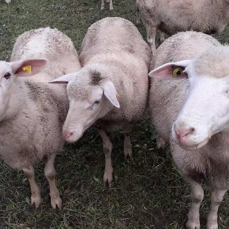 דירה Haus Michel, 90 Qm