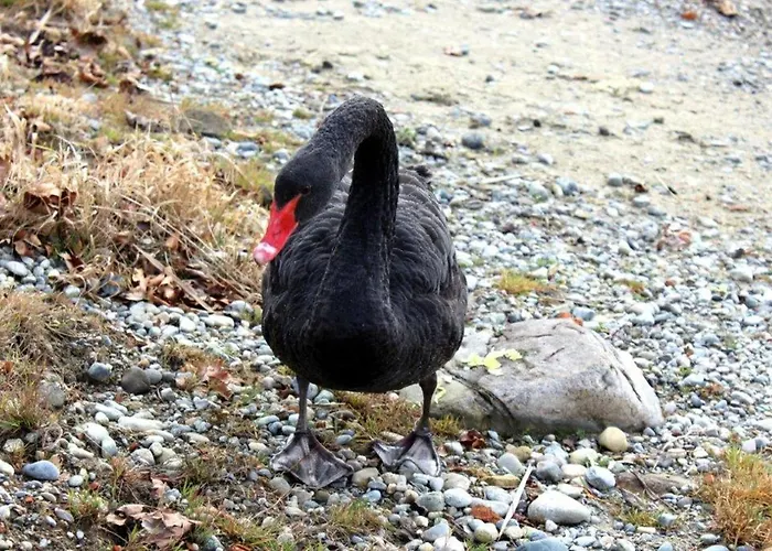 Haus Michel, 90 Qm * Uhldingen-Mühlhofen